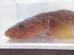 Chaenogobius gulosus