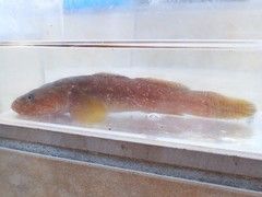 Chaenogobius gulosus