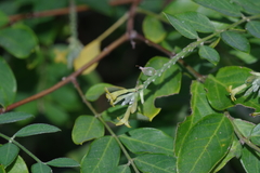 Englerodaphne ovalifolia