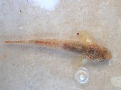 Chaenogobius annularis