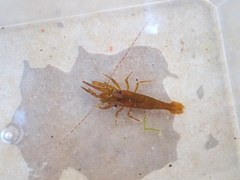 Heptacarpus futilirostris