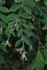 Englerodaphne ovalifolia