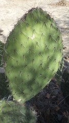 Opuntia bravoana