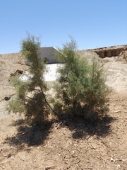 Haloxylon persicum