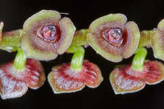 Stelis purpurascens
