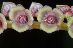 Stelis purpurascens
