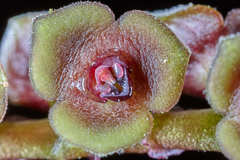Stelis purpurascens