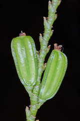Stelis purpurascens