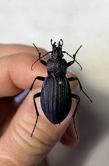 Carabus exaratus