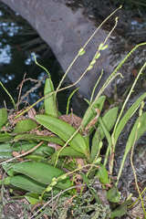 Stelis purpurascens