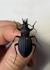 Carabus exaratus