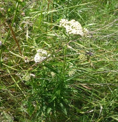 Achillea inundata