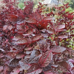 Iresine diffusa herbstii