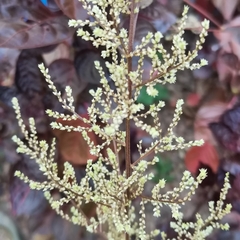 Iresine diffusa herbstii