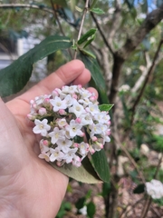 Viburnum × burkwoodii
