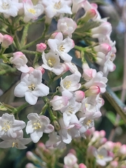 Viburnum × burkwoodii