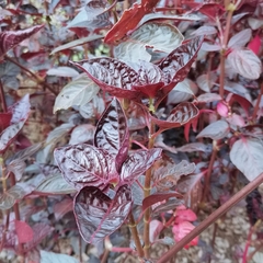 Iresine diffusa herbstii