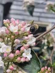 Viburnum × burkwoodii
