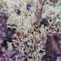 Iresine diffusa herbstii