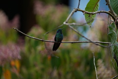 Colibri cyanotus