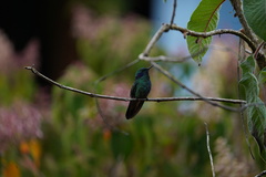 Colibri cyanotus