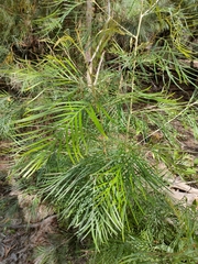 Grevillea whiteana