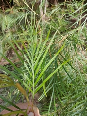 Grevillea whiteana