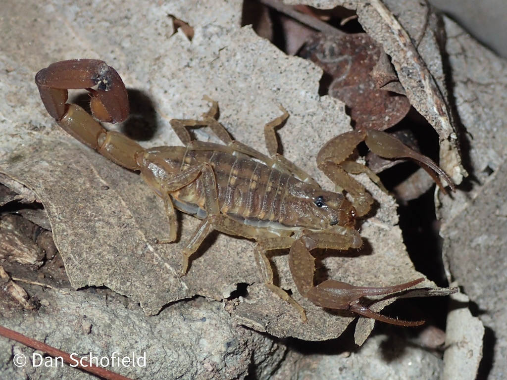 Lesser Antillean Bark Scorpion