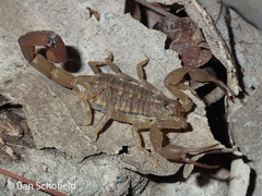 Centruroides barbudensis