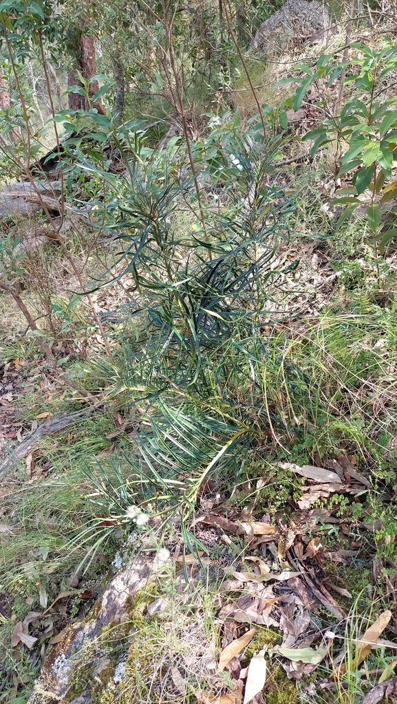 Macrozamia concinna