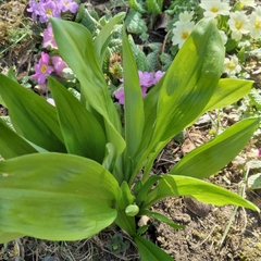 Allium ursinum