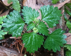 Nanocnide japonica