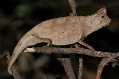 Brookesia superciliaris
