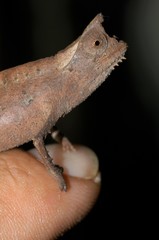 Brookesia superciliaris