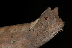Brookesia superciliaris