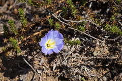 Nolana coelestis