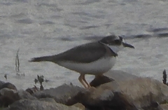 Charadrius placidus