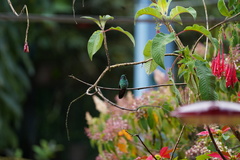 Colibri cyanotus