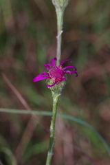 Senecio dregeanus