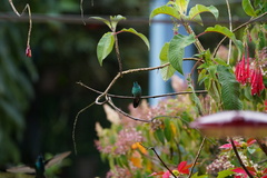 Colibri cyanotus