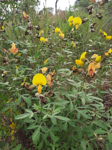 Crotalaria lachnophora