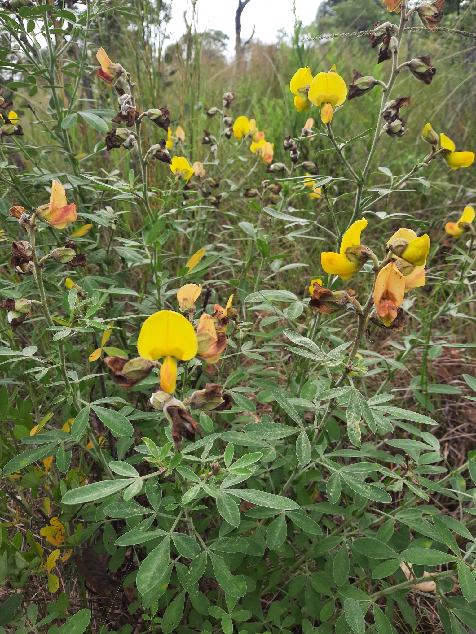 Crotalaria lachnophora