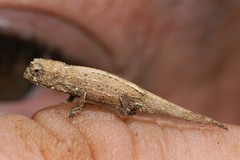 Brookesia tuberculata