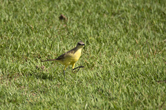 Machetornis rixosa