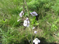 Heliophila rigidiuscula
