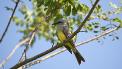 Tyrannus melancholicus