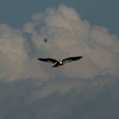 Elanus leucurus leucurus