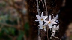 Dendrobium barbatulum