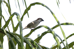 Passer domesticus