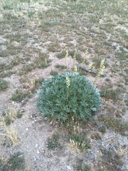 Lupinus peirsonii